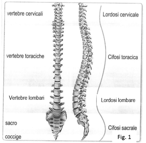 colonne vertébrale